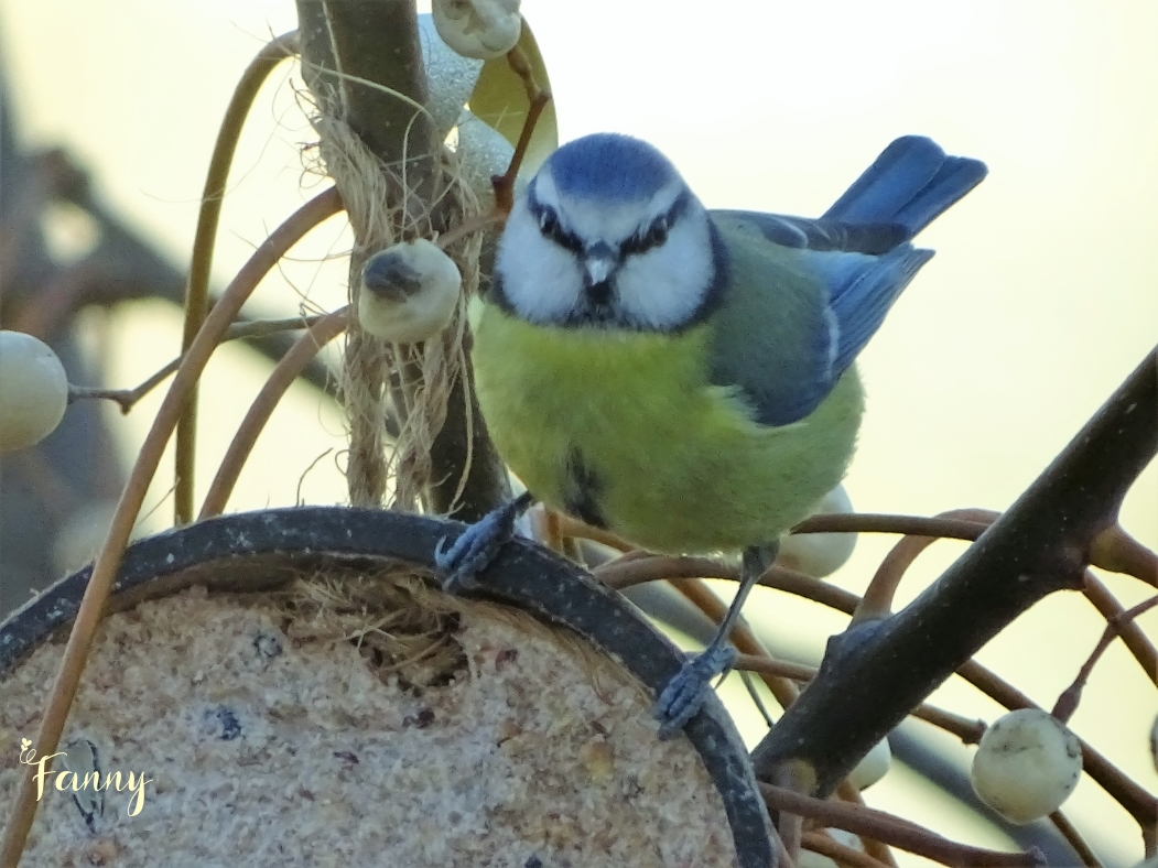 MésangeDSC07324 (3) Signée.jpg
