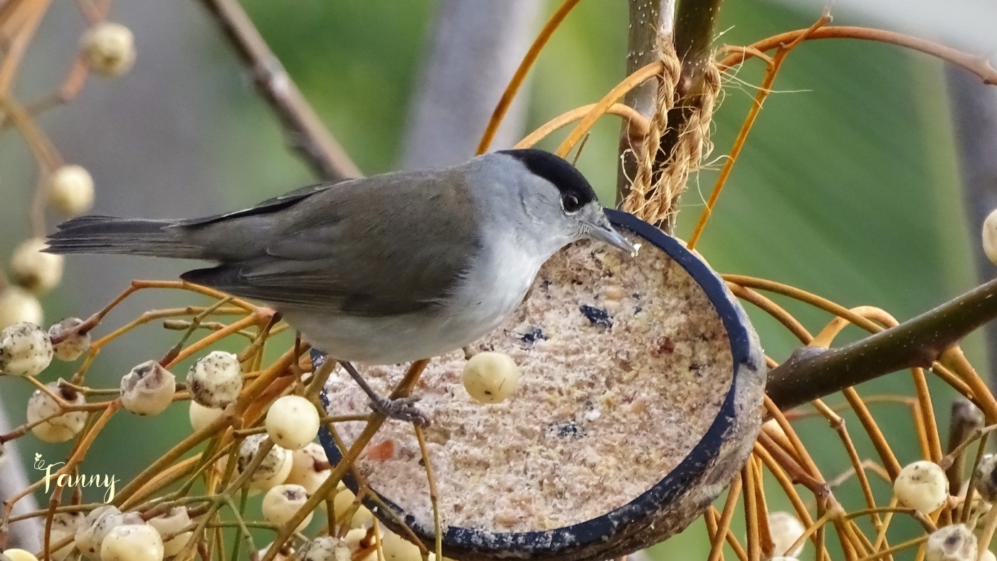 Fauvette à tete noire DSC07389 signée.jpg