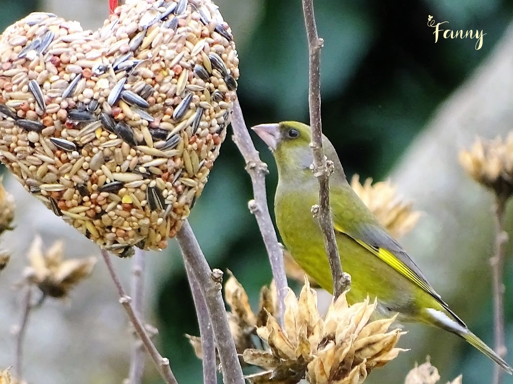 DSC07454 Verdier signé.jpg