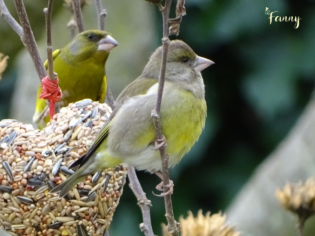 DSC07452 Verdier signé.jpg