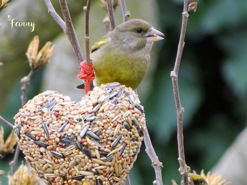 Verdier DSC07460  2.jpg signée.jpg