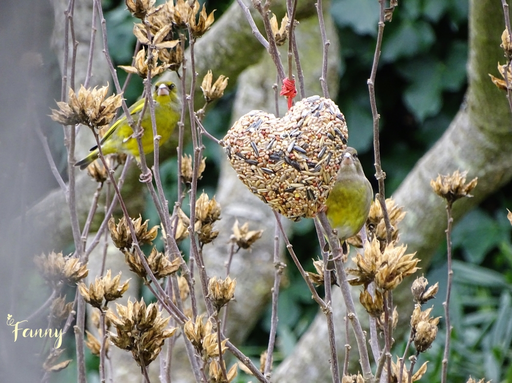 DSC07456 verdier 2 (2).jpg signée.jpg