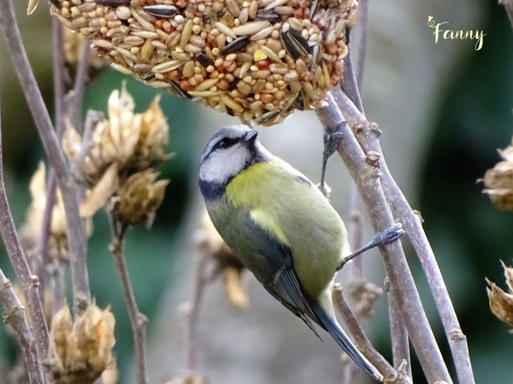 Mesange bleue signée DSC07481 (3).jpg
