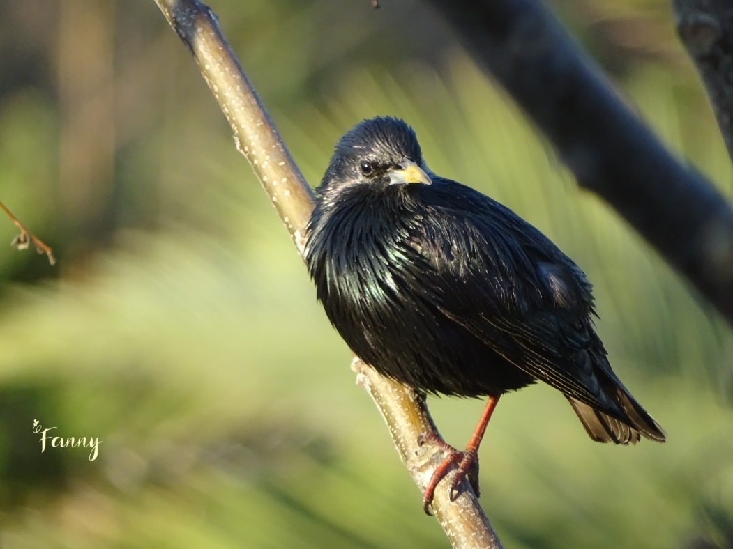 Etourneau Unicolore signéDSC07525.jpg