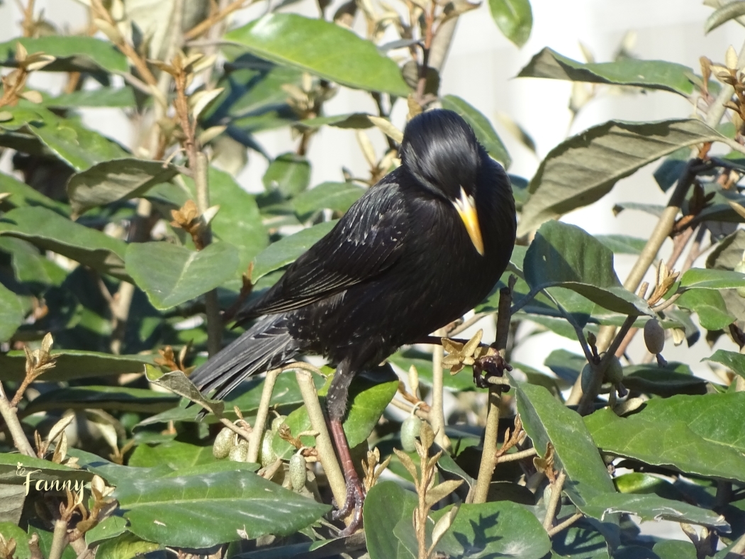 Etourneau Unicolore signéDSC07518.jpg