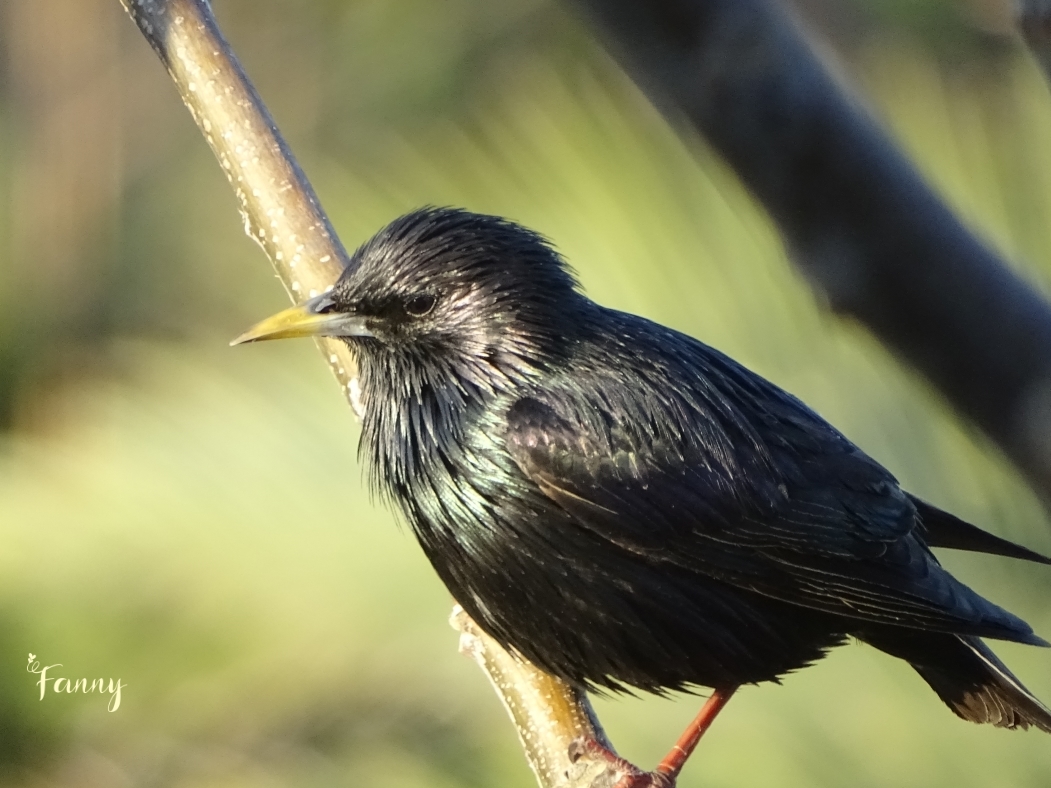 DSC07524 Etourneau Unicolore 2 Signé.jpg