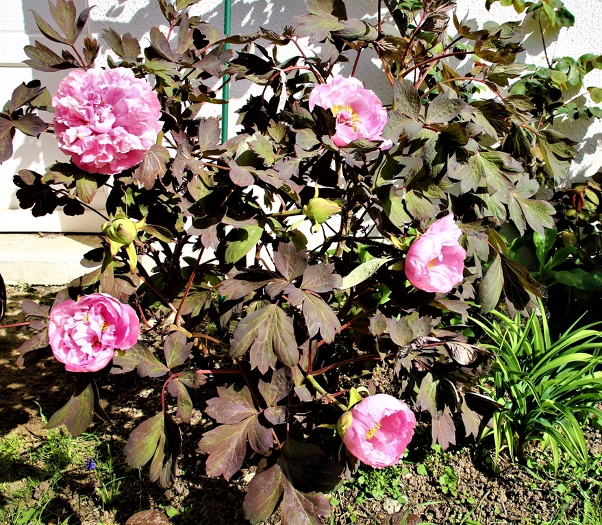 Pivoine  arbustive 22 Mars 2022 (2).JPG