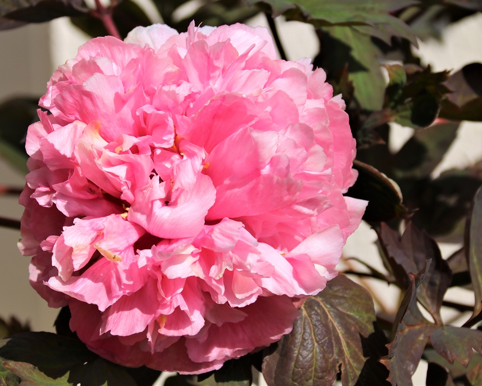 Pivoine  arbustive 22 Mars 2022 fin Mars 2022 (1).JPG