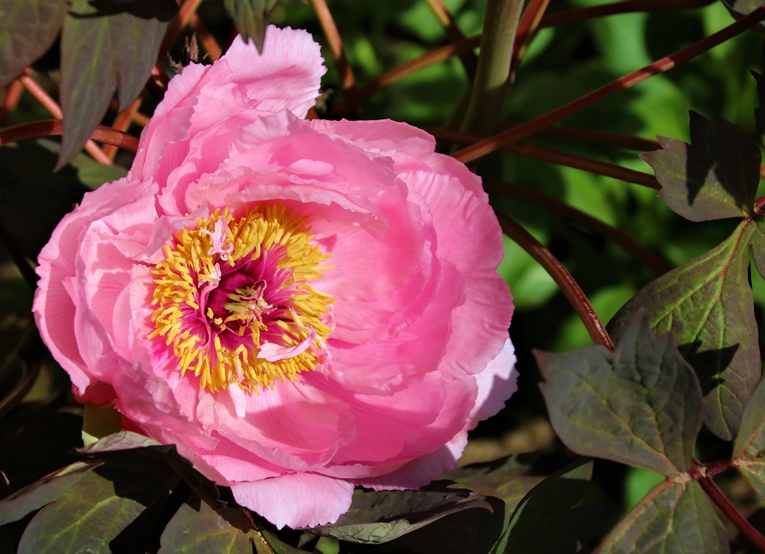 Pivoine  arbustive 22 Mars 2022 fin Mars 2022 (2).JPG