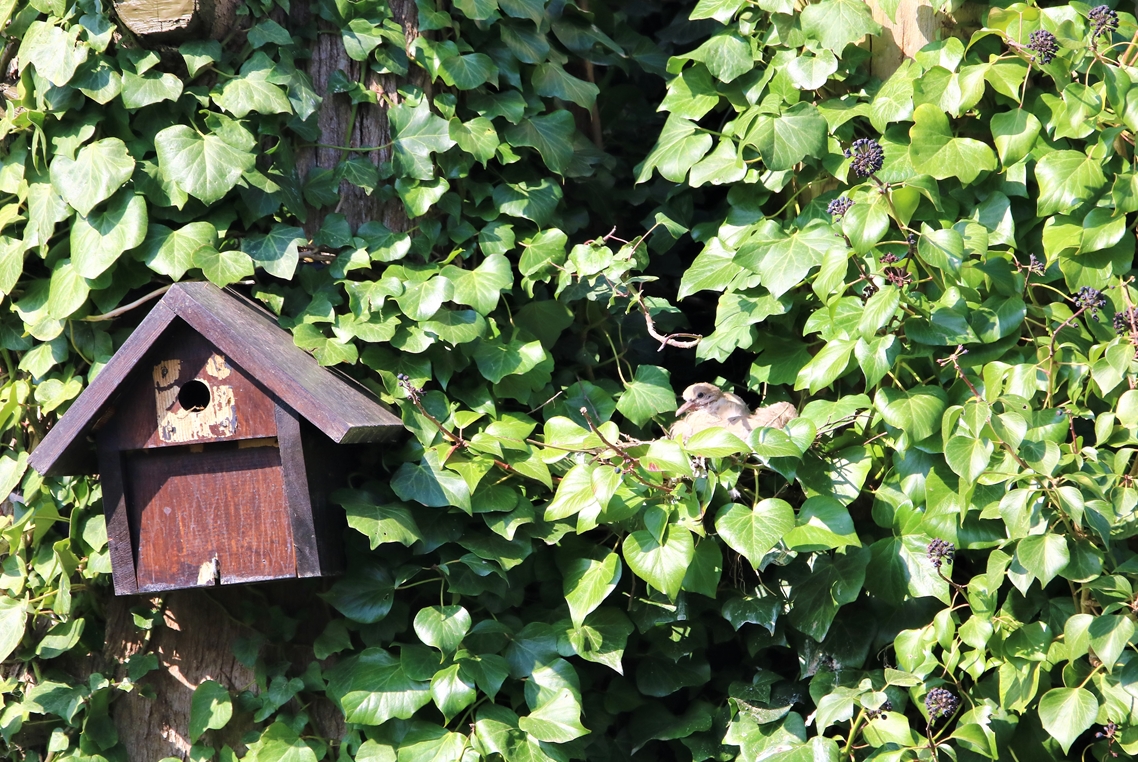 Nichoir Mésanges et nid Tourterelles turque dans vieux Cyprès 26 Mars 2022.JPG
