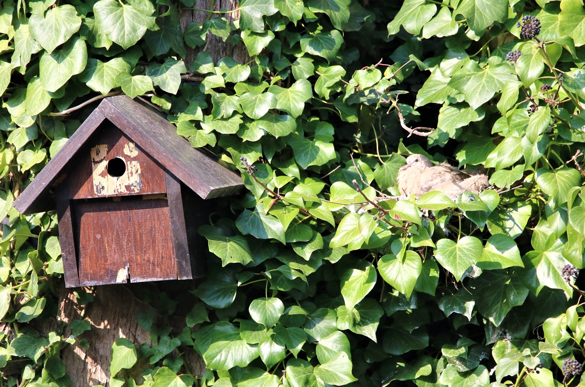 Nidification Tourterelles turque dans vieux Cyprès 26 Mars 2022 (1).JPG