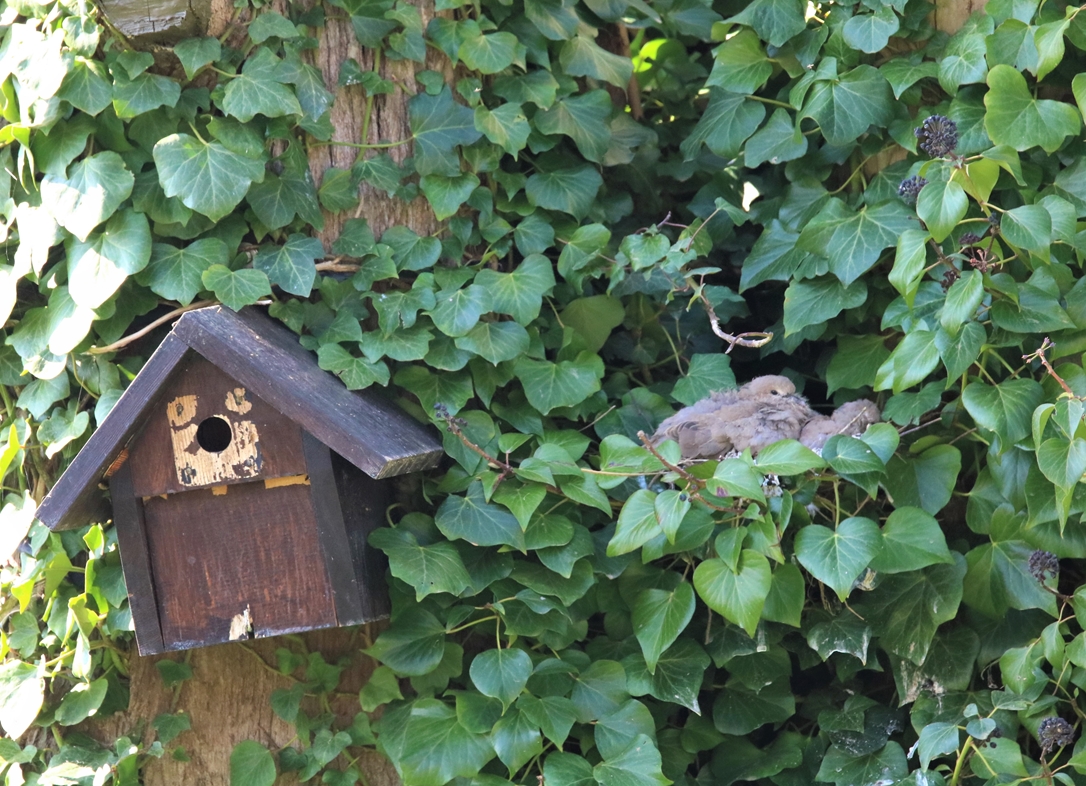 Nidification Tourterelles turque dans vieux Cyprès 26 Mars 2022  (1).JPG