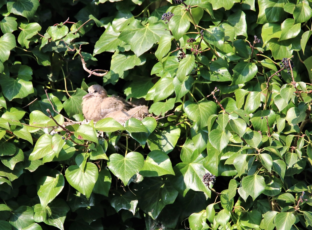 Nidification Tourterelles turque dans vieux Cyprès 26 Mars 2022  (2).JPG