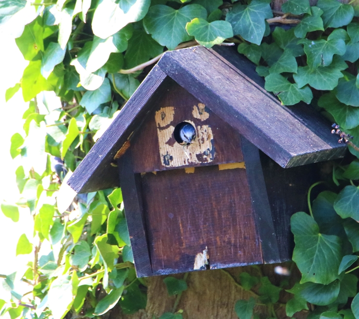 Nidification Mésanges bleues 26 Mars 2022 (1).JPG