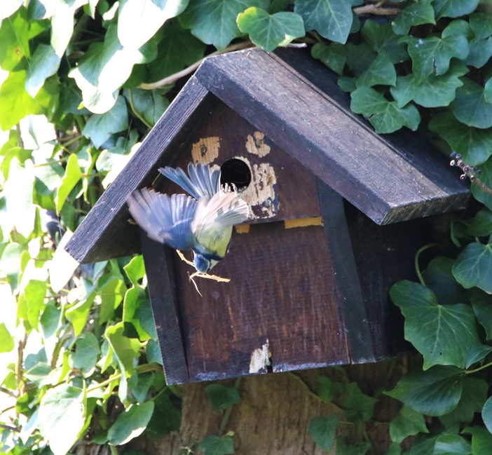 Nidification Mésanges bleues 26 Mars 2022 (2).JPG