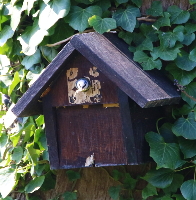 Nidification Mésanges bleues 26 Mars 2022 (3).JPG