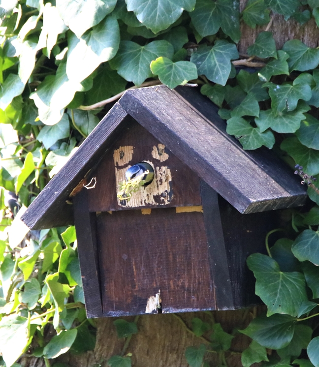 Nidification Mésanges bleues 26 Mars 2022 (4).JPG