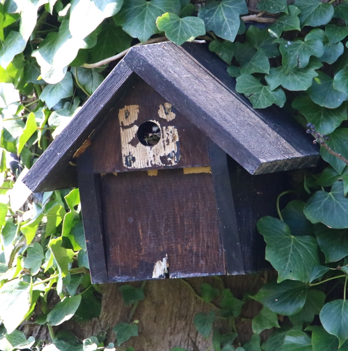 Nidification Mésanges bleues 26 Mars 2022 (5).JPG