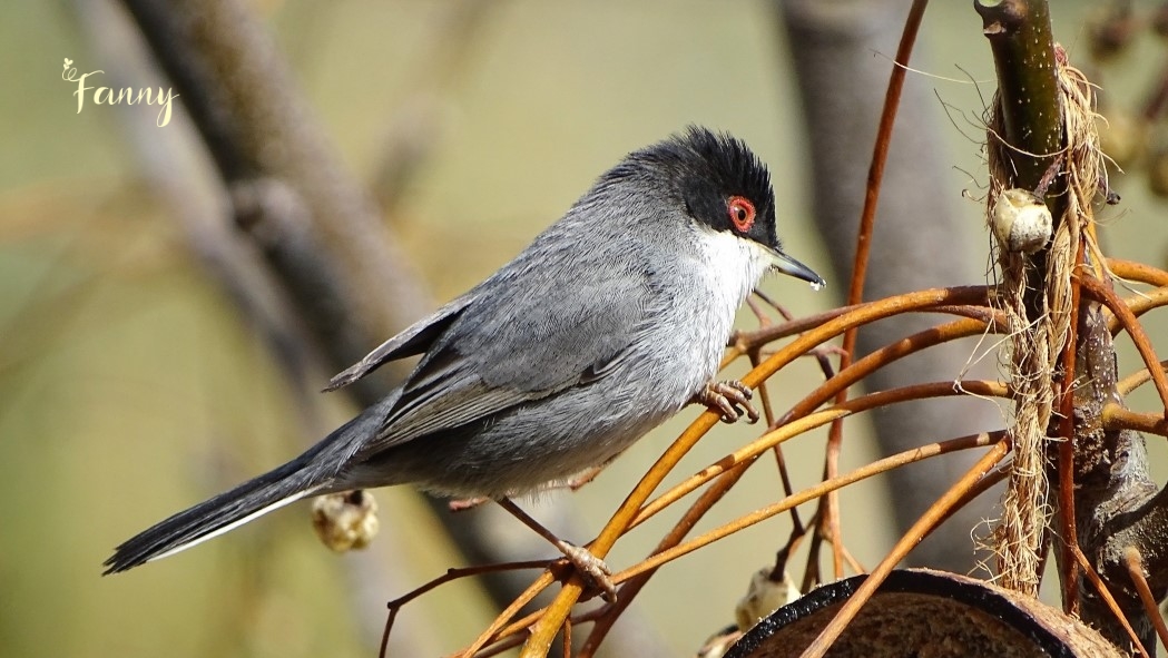 DSC07534 (2) Fauvette Grand ecran Signé.jpg