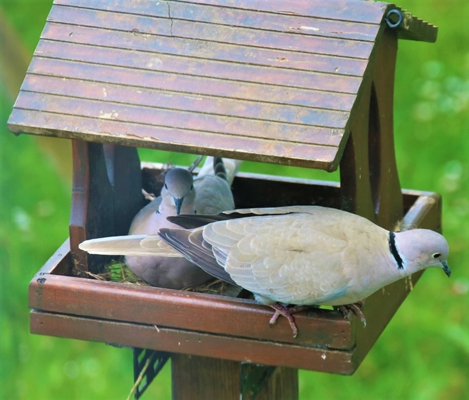 Nidification Tourterelles turque Mangeoire-plateau 8 Mai 2022 b.JPG