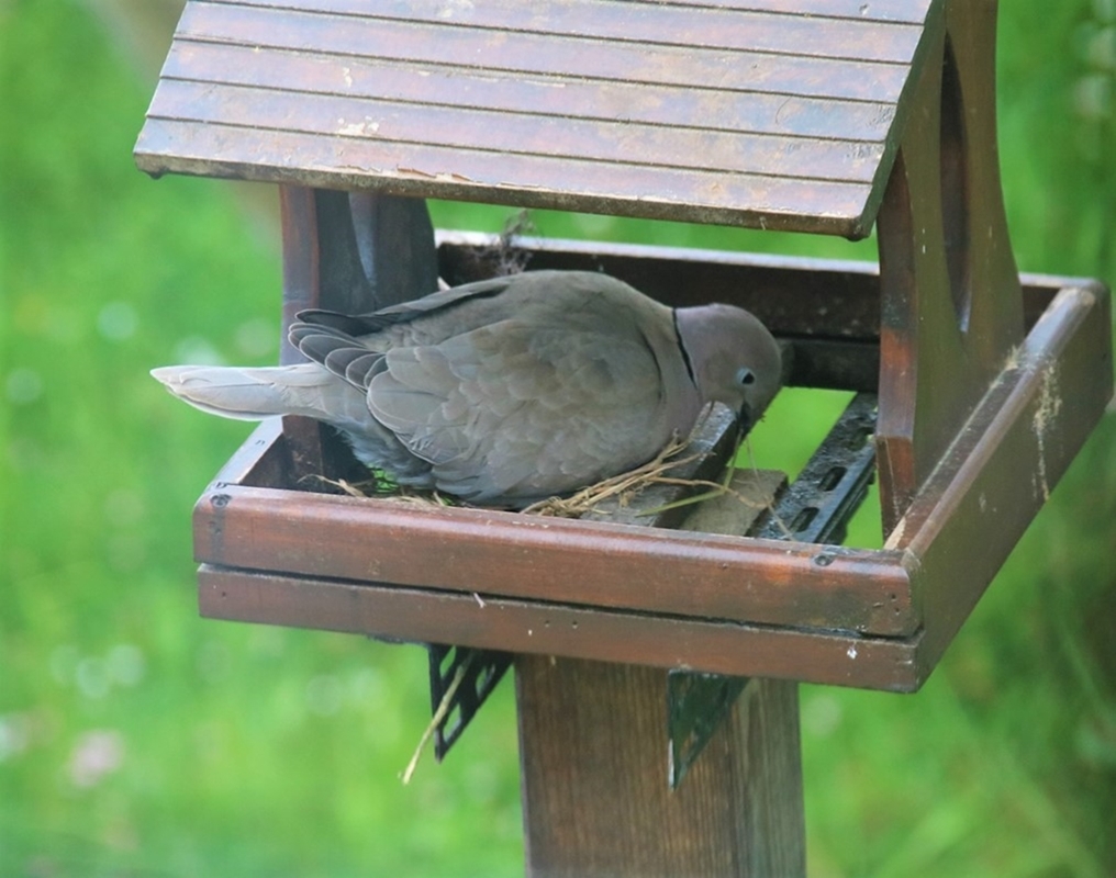 Nidification Tourterelles turque Mangeoire-plateau 8 Mai 2022.JPG