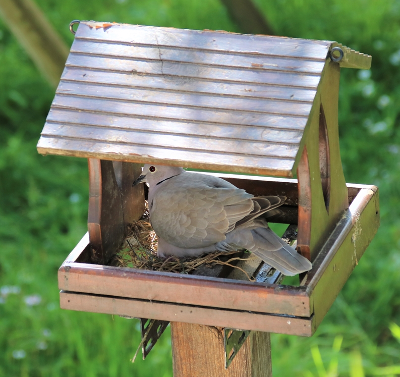Nidification Tourterelles turque mangeoire-plateau 9 Mai 2022 (3)-crop.JPG