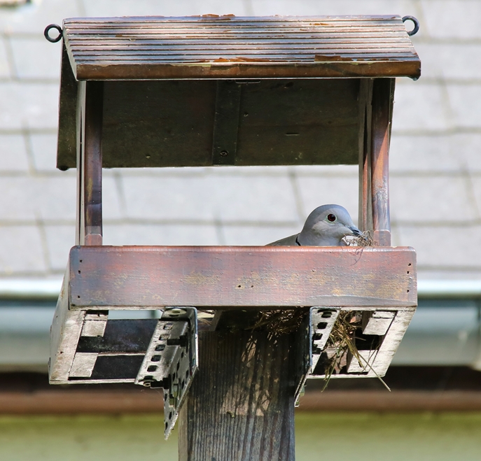 Nidification Tourterelles turque mangeoire-plateau 9 Mai 2022 (2)-crop.JPG
