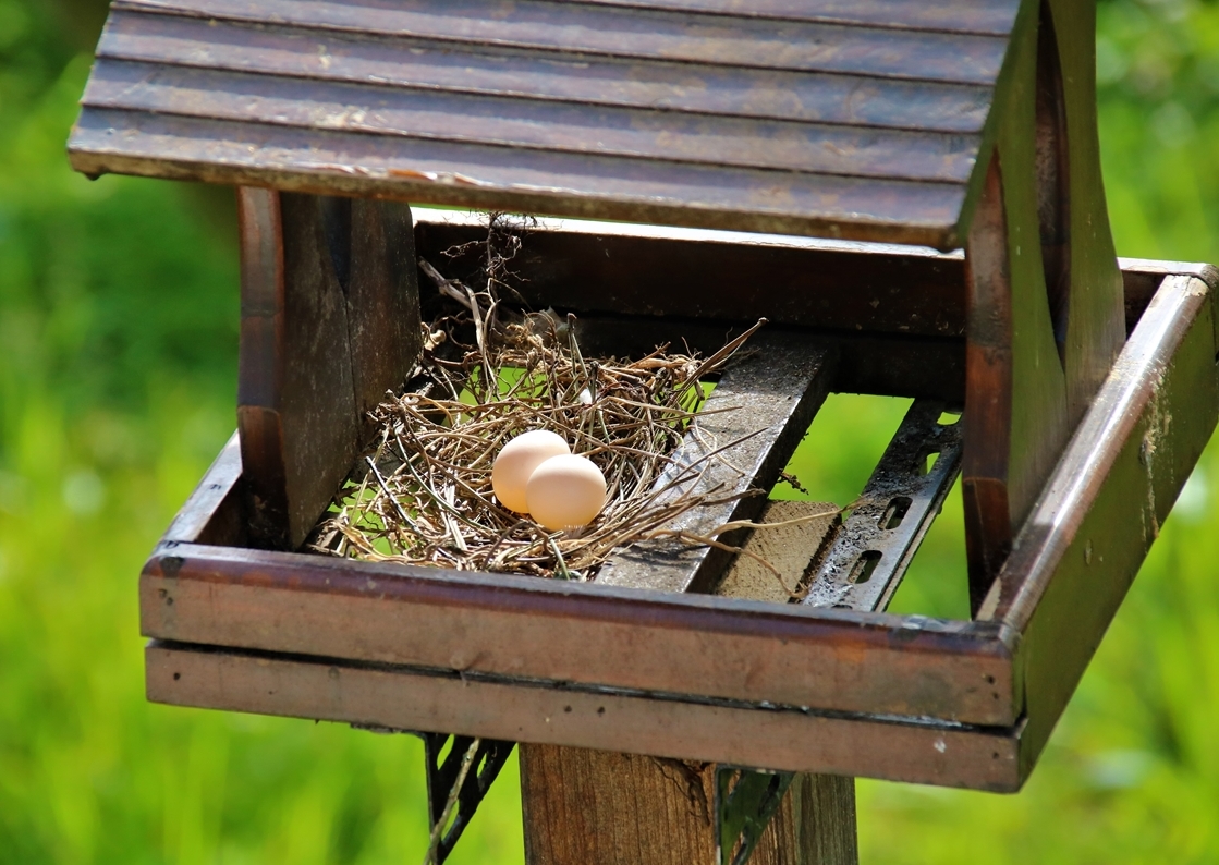 Nidification Tourterelles turque mangeoire-plateau 9 Mai 2022 (1)-crop.JPG