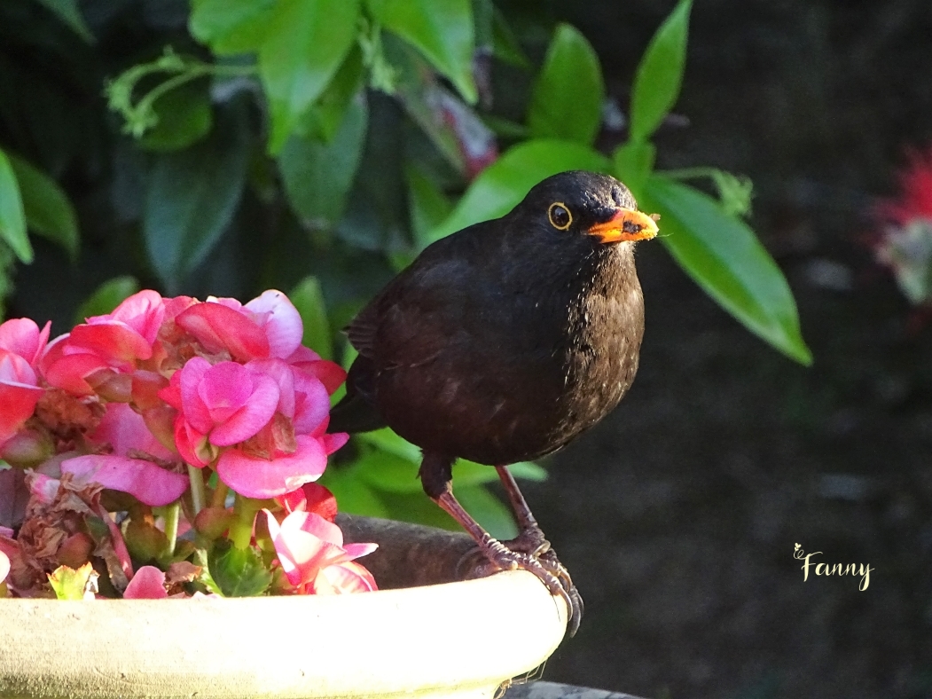 DSC07643 copie merle redim . Signéjpg.jpg