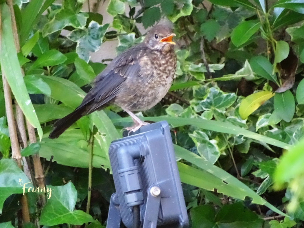 DSC07635Juvenile Signé.jpg