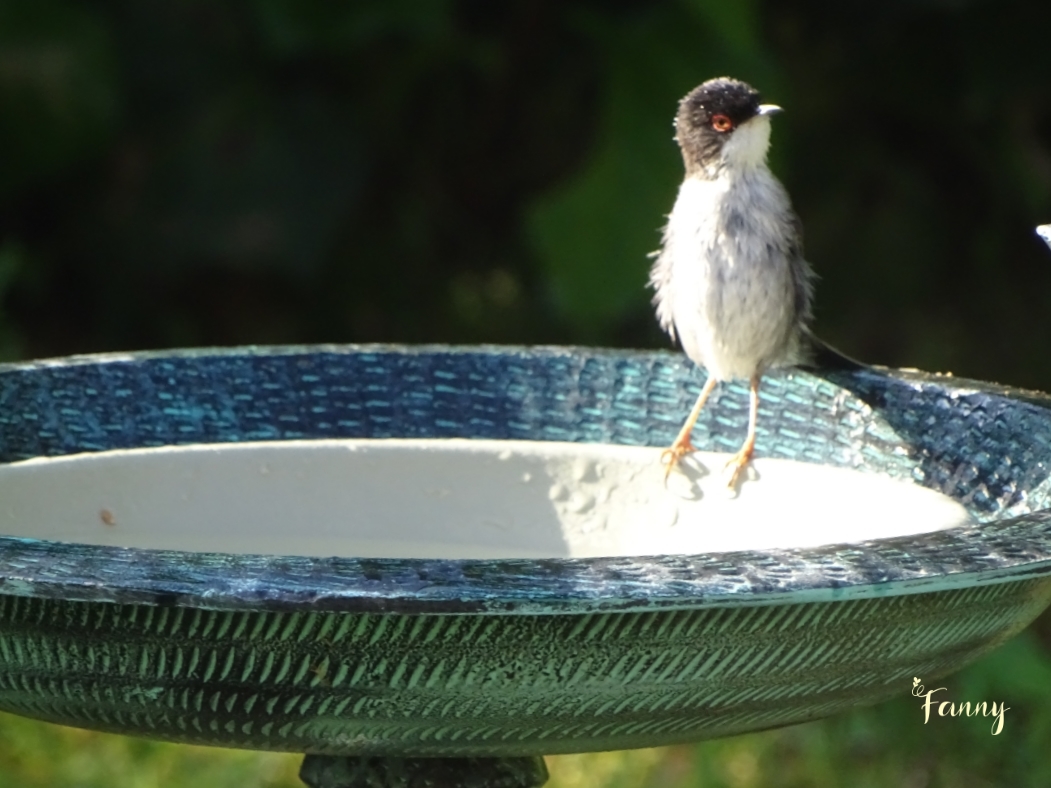 DSC07596 Fauvette Mélano Signée.jpg