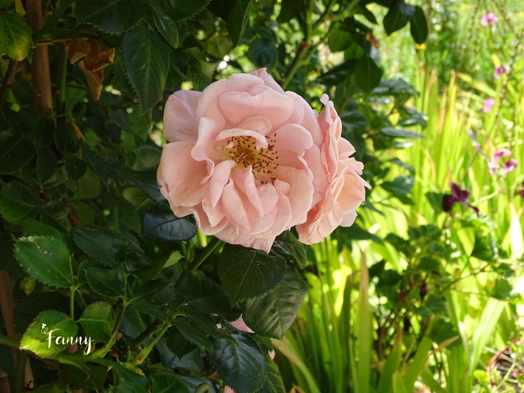 DSC07609 Rose Signé.jpg