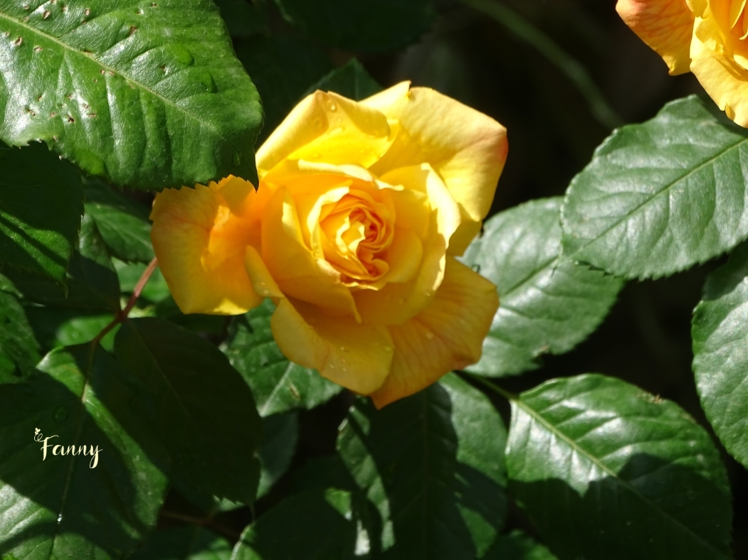 DSC07605 Rosier Signé.jpg