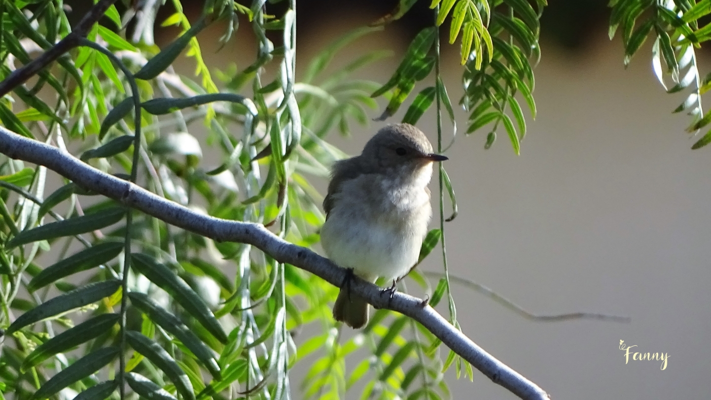 DSC07603 GobemoucheRed Signé.jpg