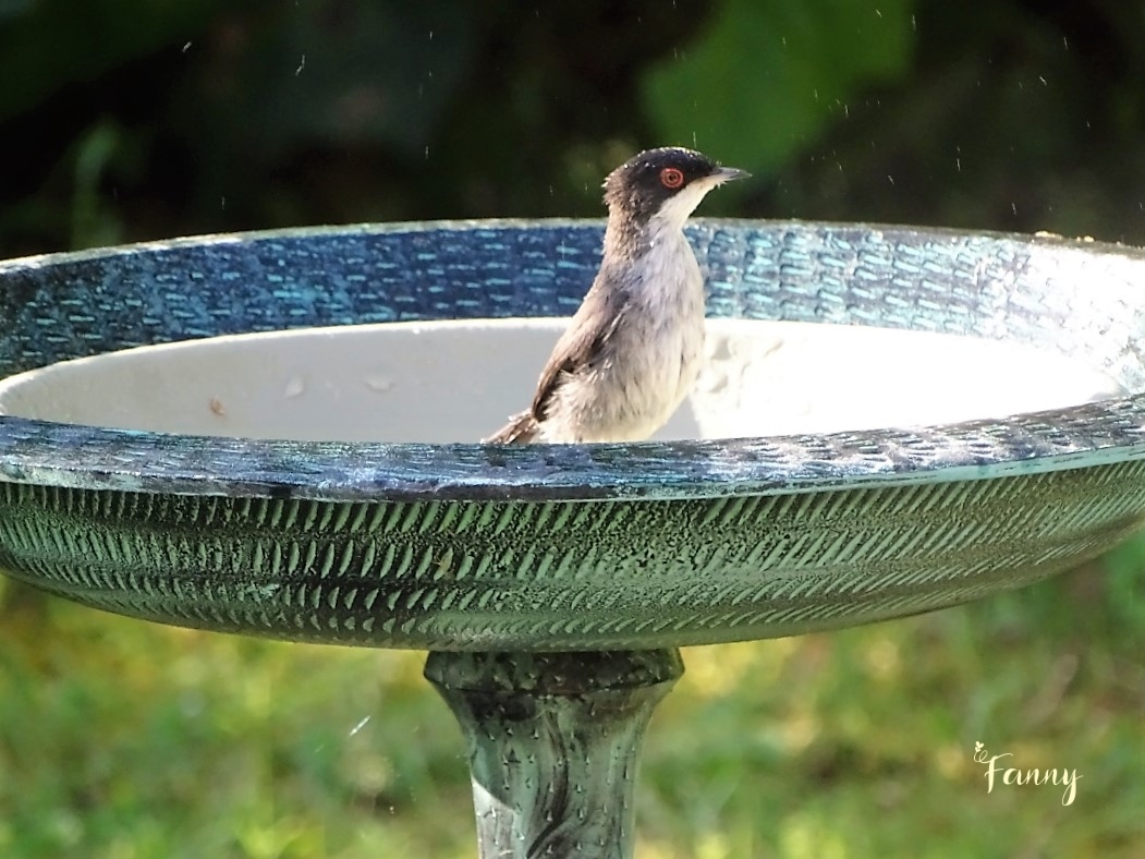 DSC07597 Fauvette signée.jpg