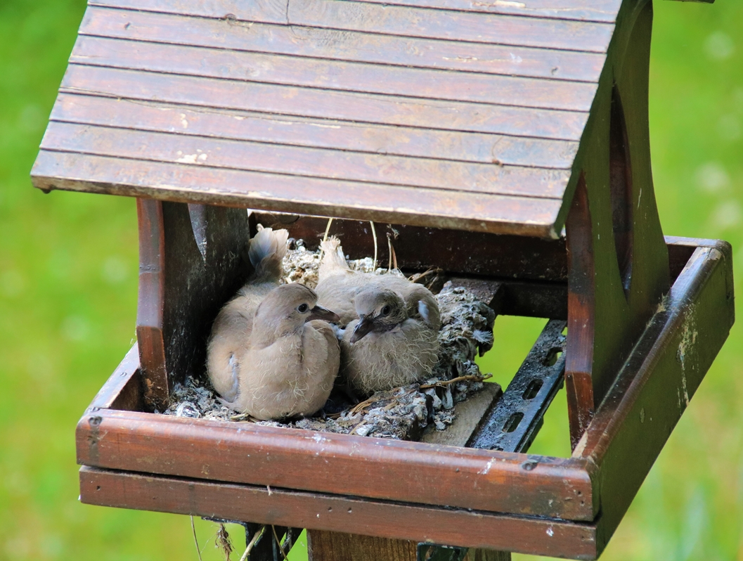 Nidification Tourterelle turque 4 Juin 2022 (1).JPG