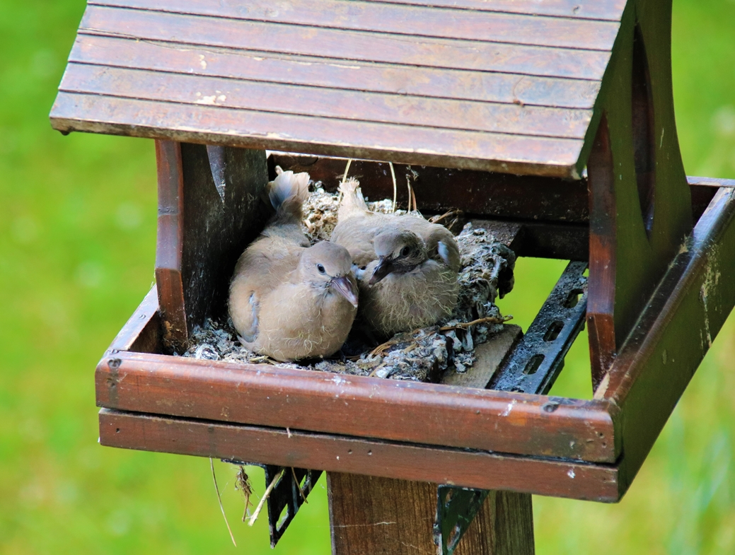 Nidification Tourterelle turque 4 Juin 2022 (2).JPG
