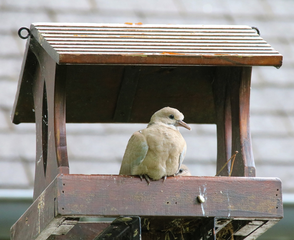Nidification Tourterelles turque Mardi 7 Juin 2022 (2).JPG