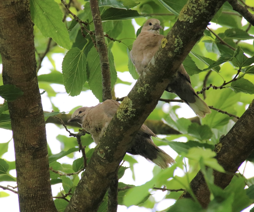 Nidification Tourterelles turque envol Mercredi 8 Juin 2022 (2).JPG