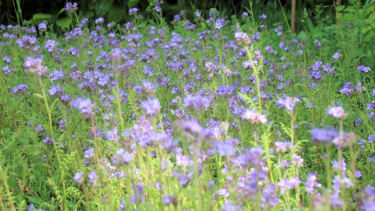 Floraison Phacélie  Juin 2022 (4).JPG