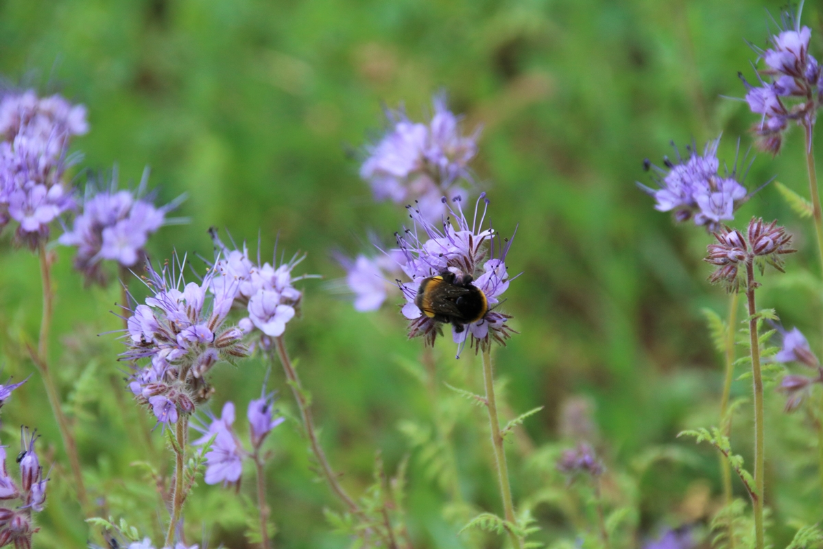 Bourdon terrestre ou des prés sur Phacélie 7 Juin 2022.JPG