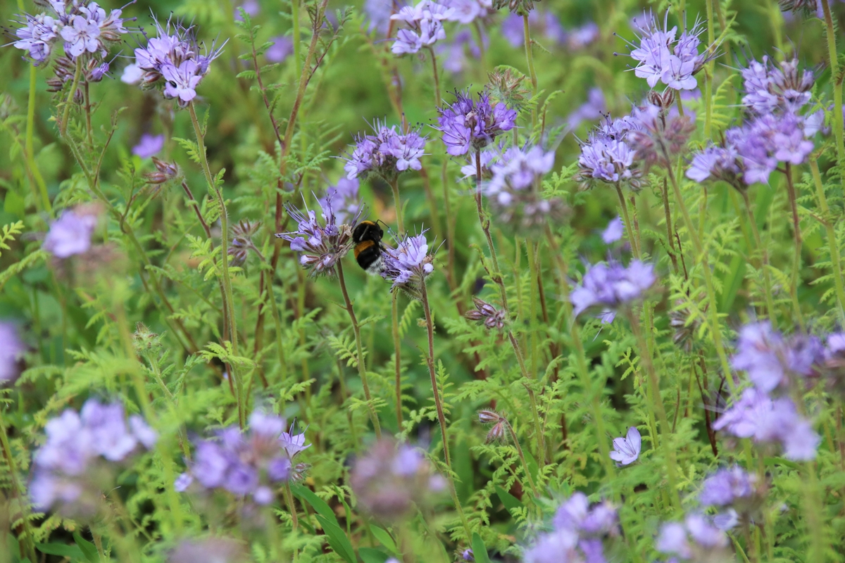 Bourdon terrestre sur Phacélie 7 Juin 2022 (2).JPG