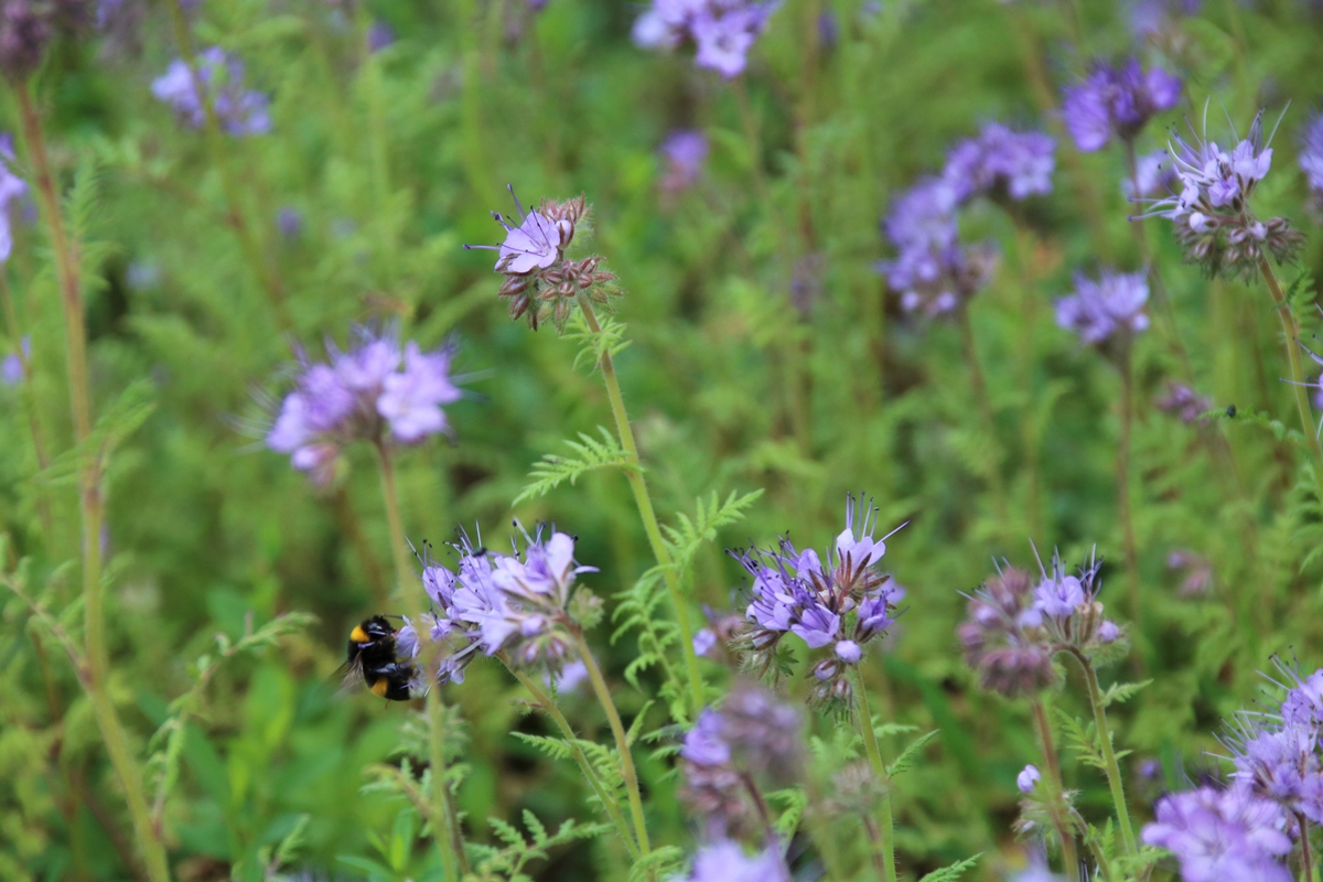 Bourdon terrestre sur Phacélie 7 Juin 2022.JPG