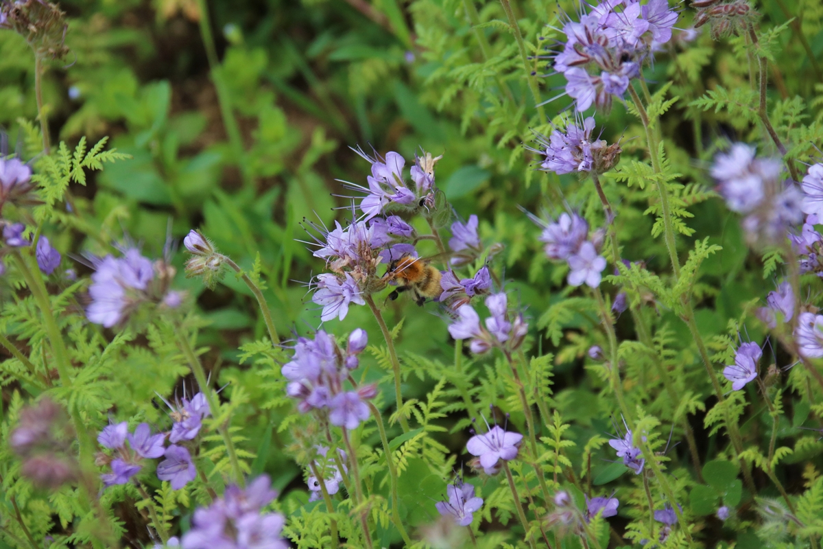 Bourdon des champs sur Phacélie 7 Juin 2022.JPG