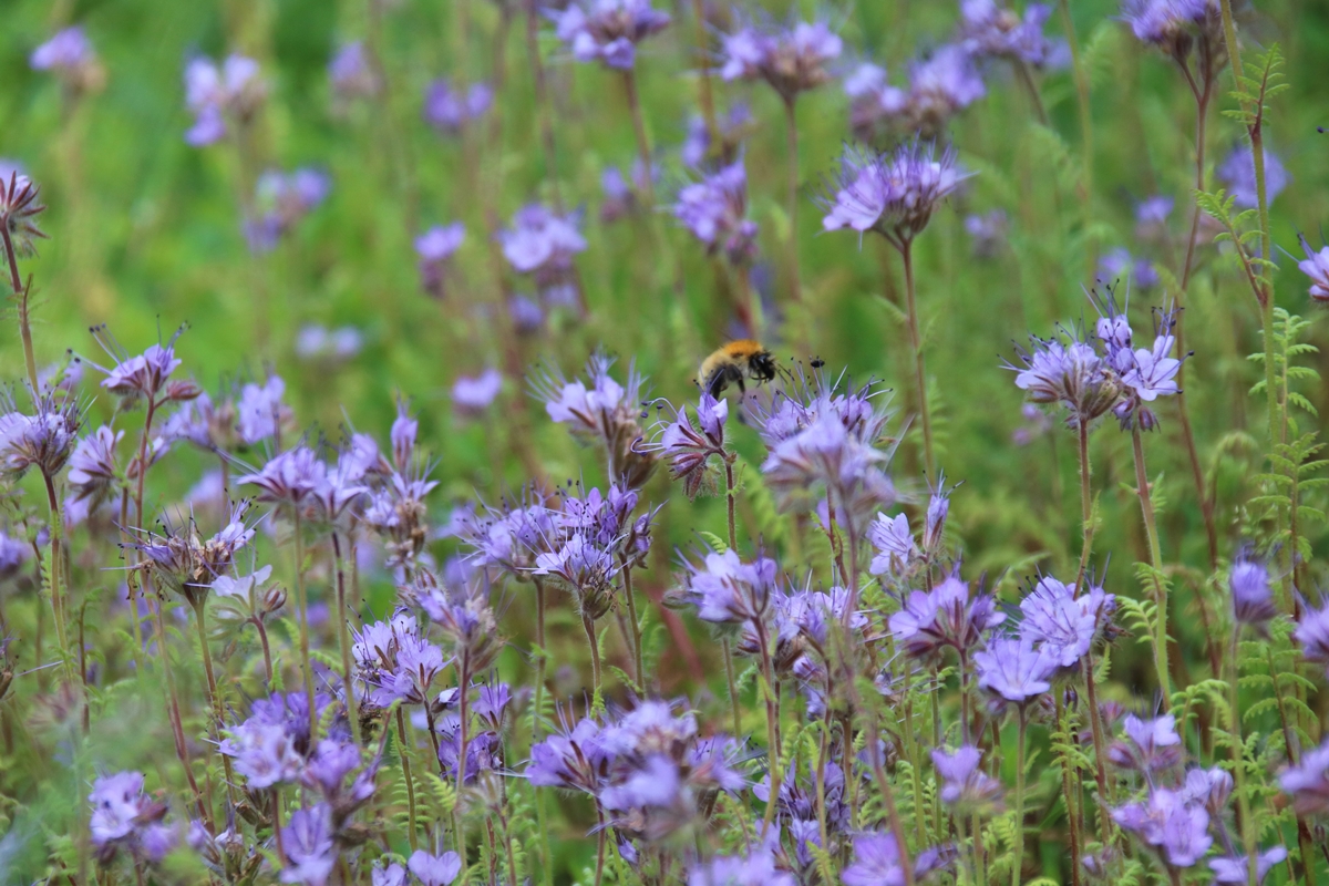 Bourdon des champs sur Phacélie.JPG
