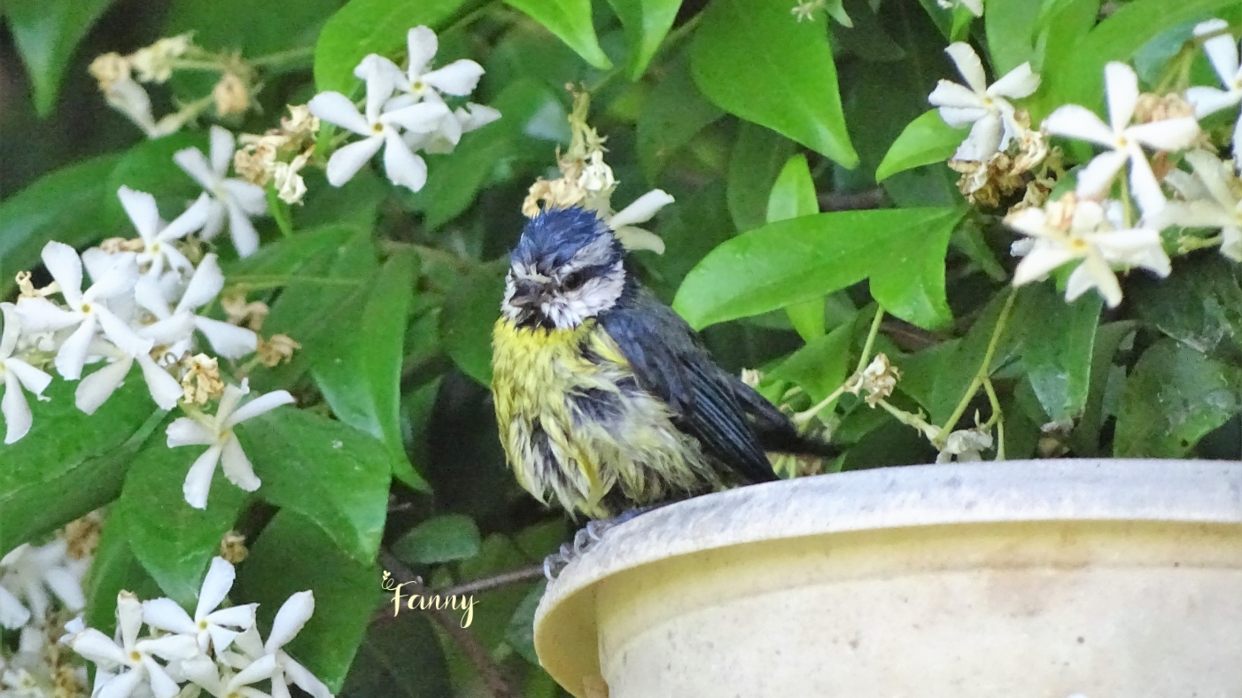 DSC07775 copie (2) signée.jpg