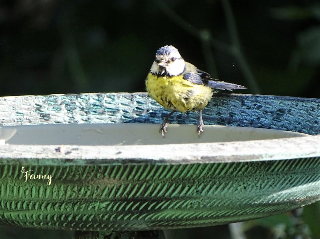 DSC07769 (2) copie.jpg signée.jpg