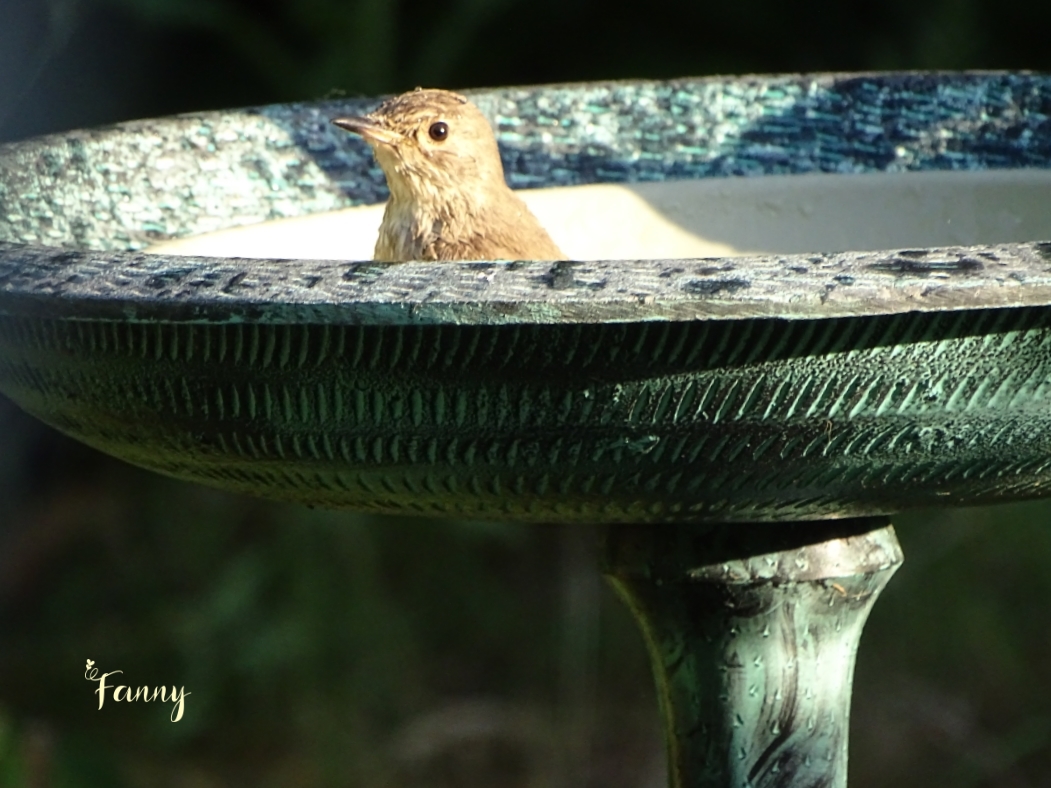 GM DSC07801 (2) redim signé.jpg