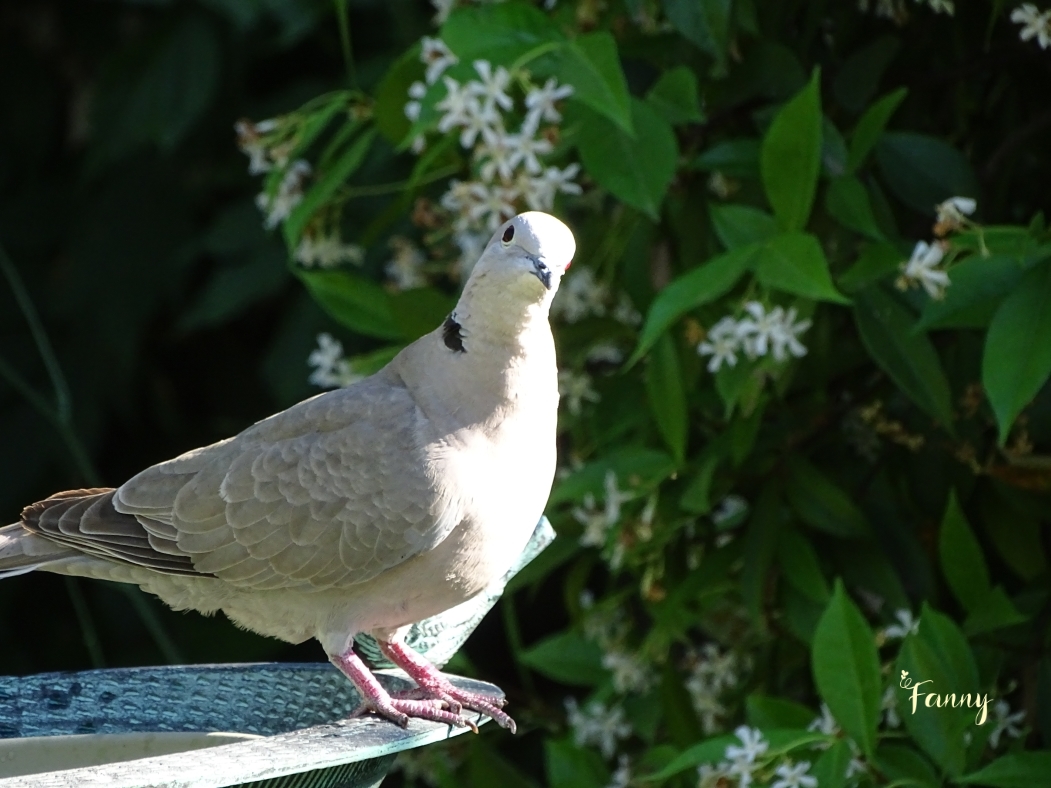 Tourterelle signée DSC07783.jpg