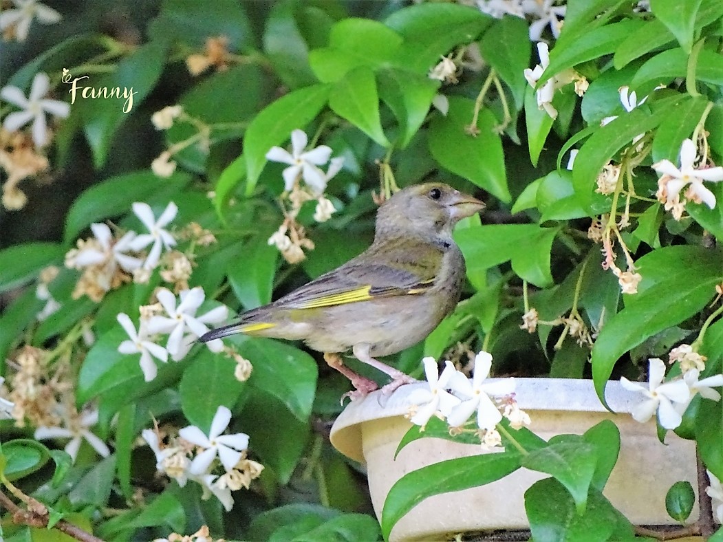 DSC07822 Verdier redim signée copie.jpg